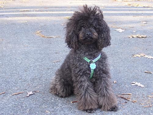 Toy Poodle yavrusu 2