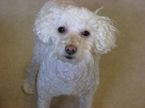 Toy Poodle yavrusu 2