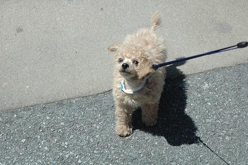 Toy Poodle yavrusu 3