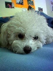 Toy Poodle yavrusu 3