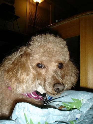 Toy Poodle yavrusu 3