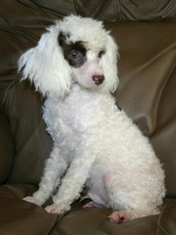 Toy Poodle yavrusu 2