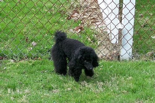 Toy Poodle yavrusu 2