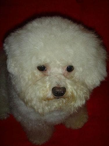 Toy Poodle yavrusu 1