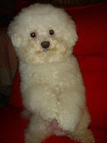Toy Poodle yavrusu 3