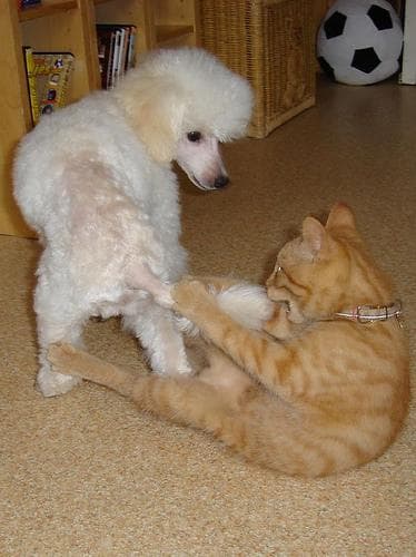 Toy Poodle yavrusu 3