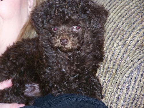 Toy Poodle yavrusu 2
