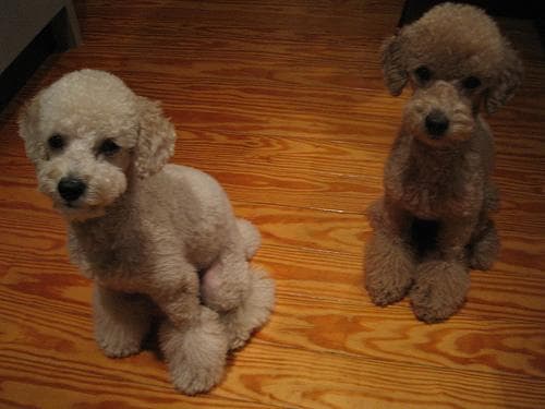 Maltipoo yavrusu 3