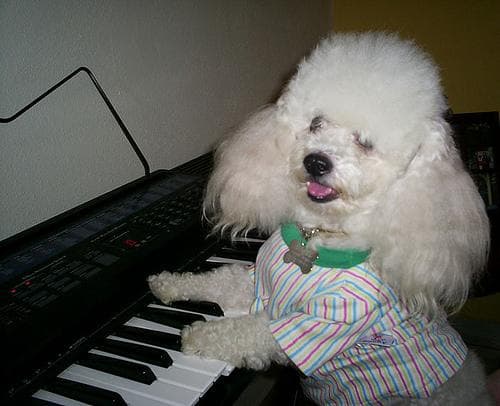 Toy Poodle yavrusu 2