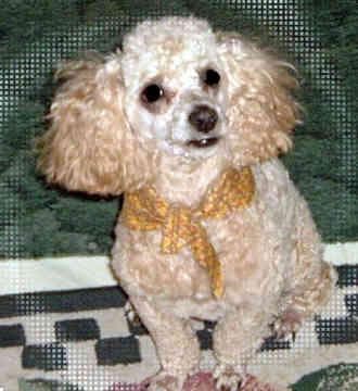 Toy Poodle yavrusu 2