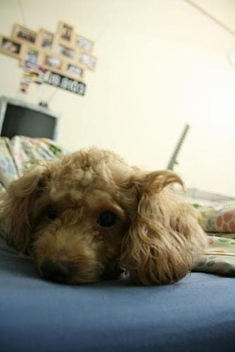 Toy Poodle yavrusu 3