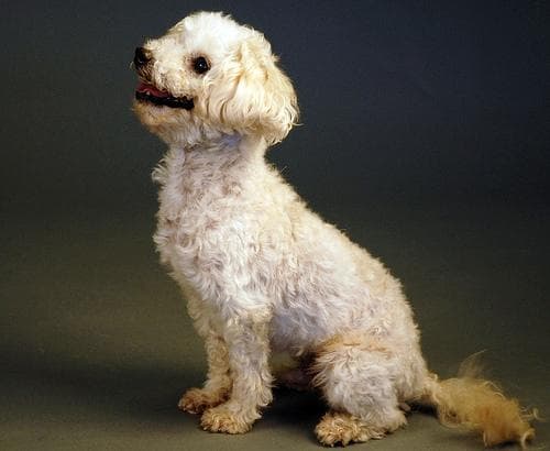 Toy Poodle yavrusu 3