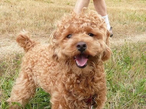 Toy Poodle yavrusu 2