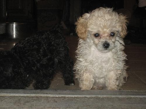 Toy Poodle yavrusu 2