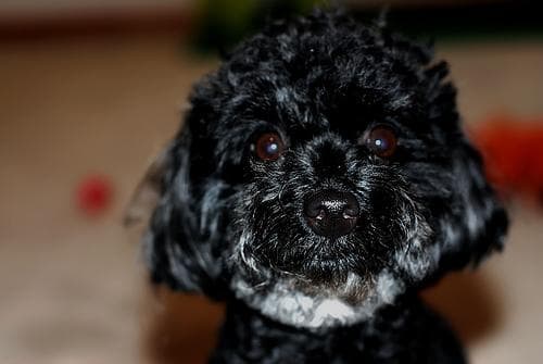 Toy Poodle yavrusu 2