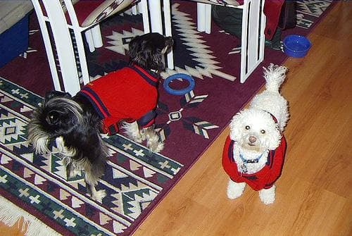Toy Poodle yavrusu 2