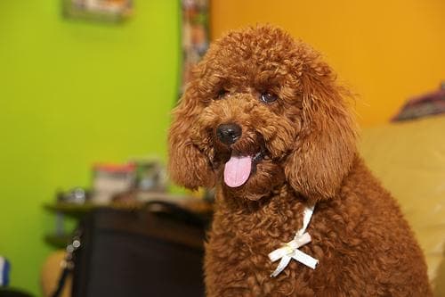 Yavru köpek ilanları vitrini