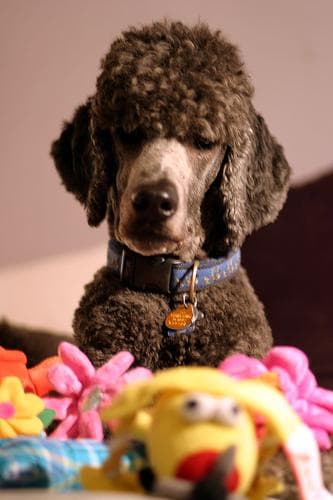 Toy Poodle yavrusu 3