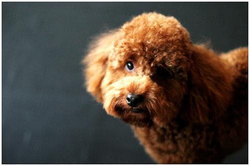 Toy Poodle yavrusu 3