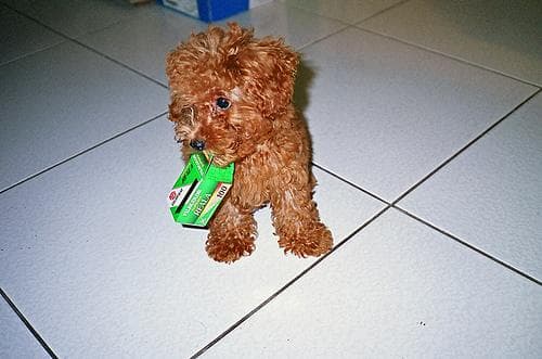 Toy Poodle yavrusu 2