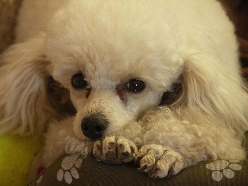 Maltipoo yavrusu 2
