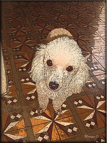 Toy Poodle yavrusu 3