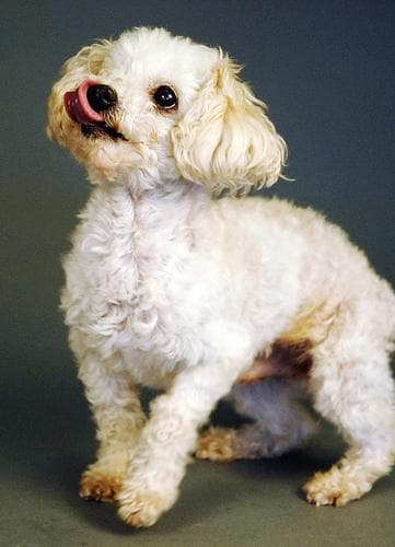 Toy Poodle yavrusu 1