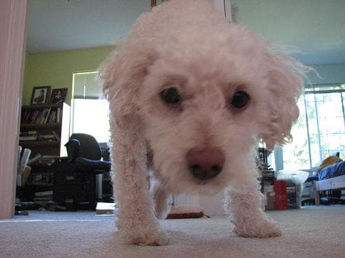 Toy Poodle yavrusu 2