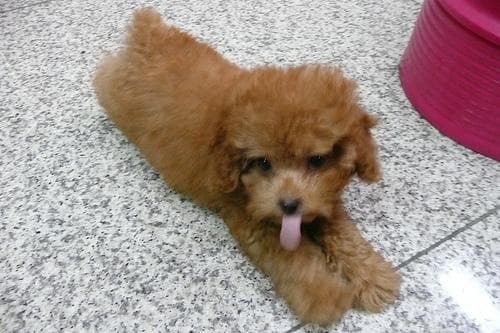 Maltipoo yavrusu 2