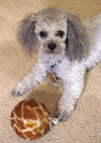 Maltipoo yavrusu 2