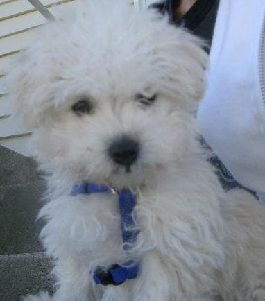 Toy Poodle yavrusu 2