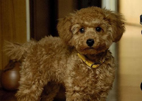 Toy Poodle yavrusu 3