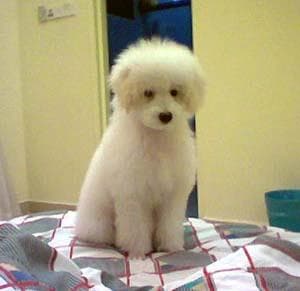 Toy Poodle yavrusu 3