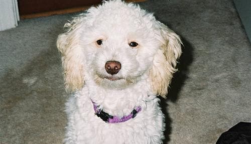 Toy Poodle yavrusu 2