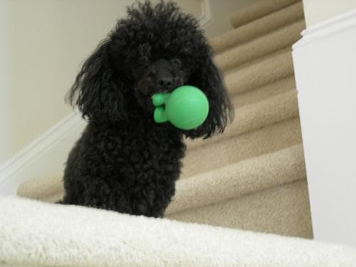 Toy Poodle yavrusu 3
