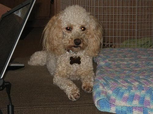 Toy Poodle yavrusu 2