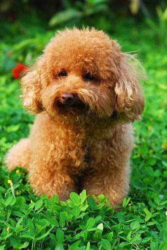Maltipoo yavrusu 3