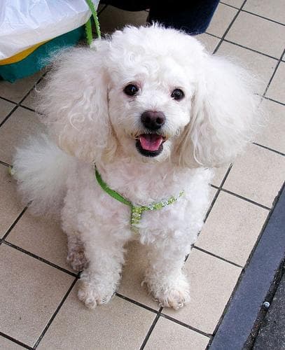 Toy Poodle yavrusu 1