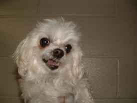 Toy Poodle yavrusu 2