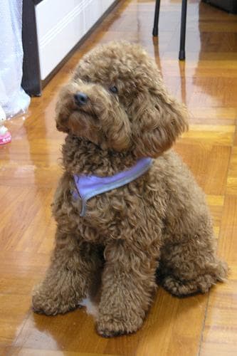 Toy Poodle yavrusu 2