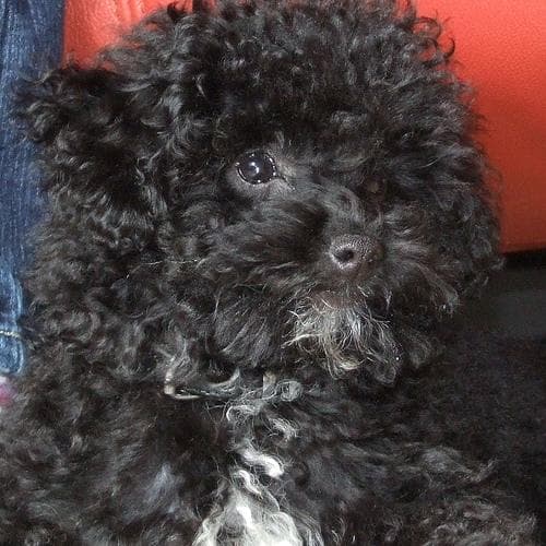 Maltipoo yavrusu 3