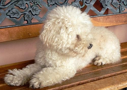 Toy Poodle yavrusu 2