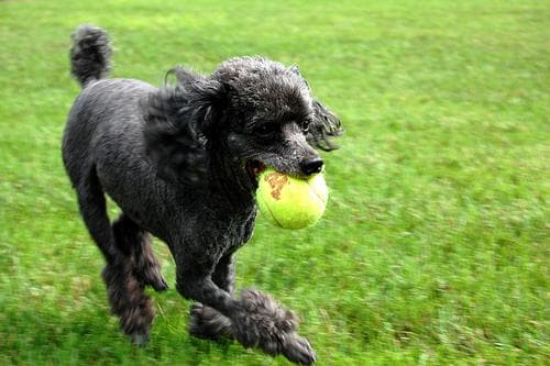 Toy Poodle yavrusu 2