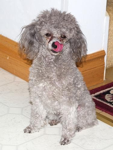 Toy Poodle yavrusu 3