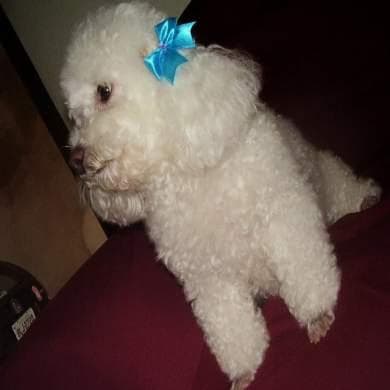 Toy Poodle yavrusu 3