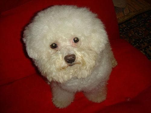 Toy Poodle yavrusu 2