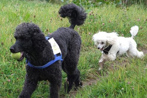 Toy Poodle yavrusu 2