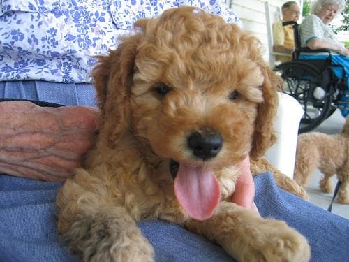 Toy Poodle yavrusu 2