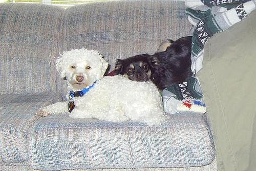 Toy Poodle yavrusu 3
