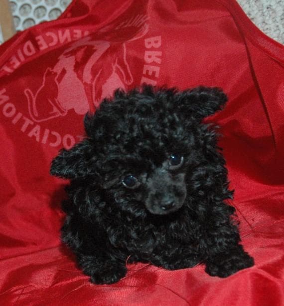 Toy Poodle yavrusu 1